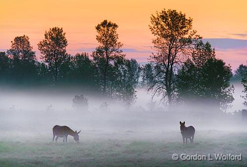 Donkeys In Misty Sunrise_13530-2.jpg - Photographed near Smiths Falls, Ontario, Canada.
